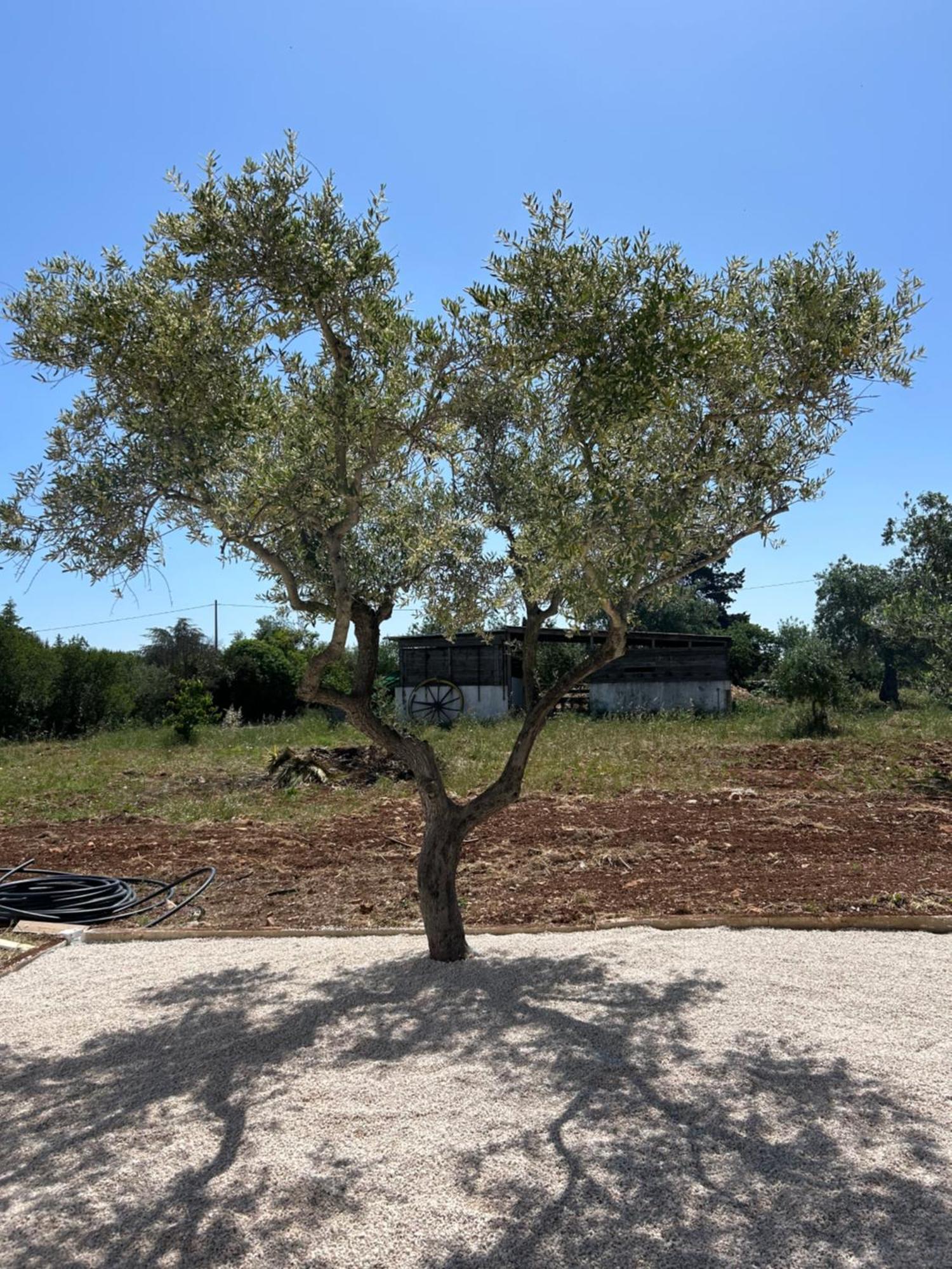 Trulli In Contrada - Monopoli Guest House Ngoại thất bức ảnh